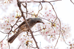 ツンツン
