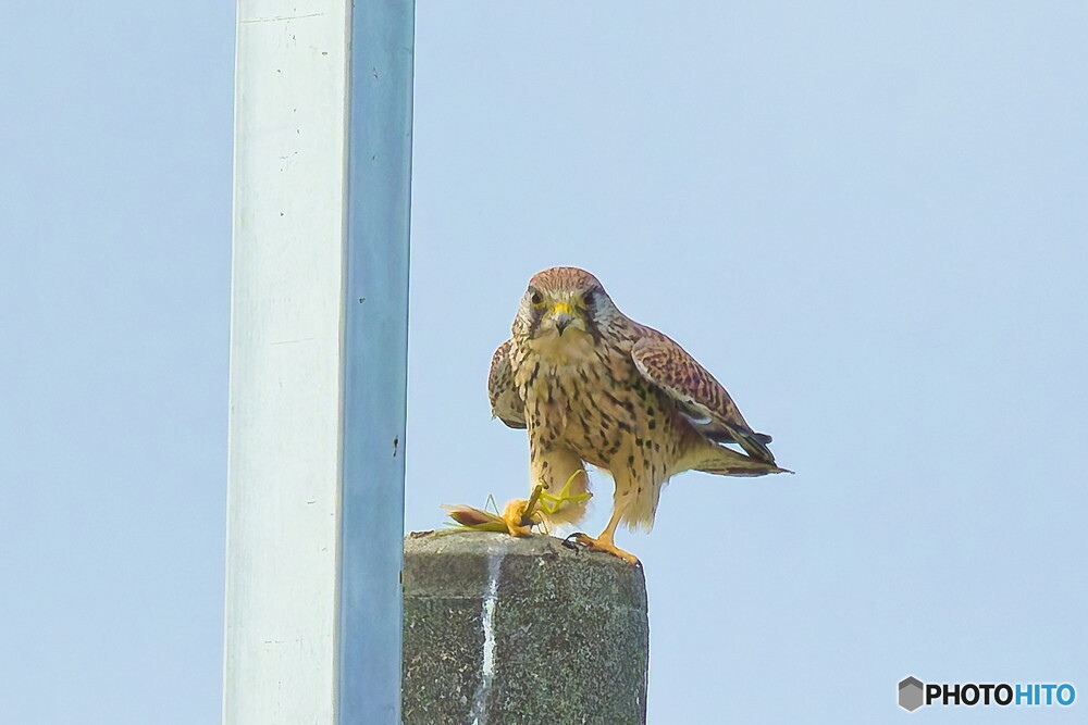 チョウゲンボウの食事