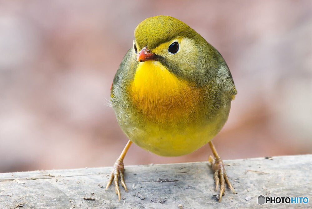 ソウシチョウ