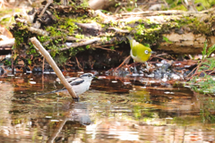 エナガ　水浴