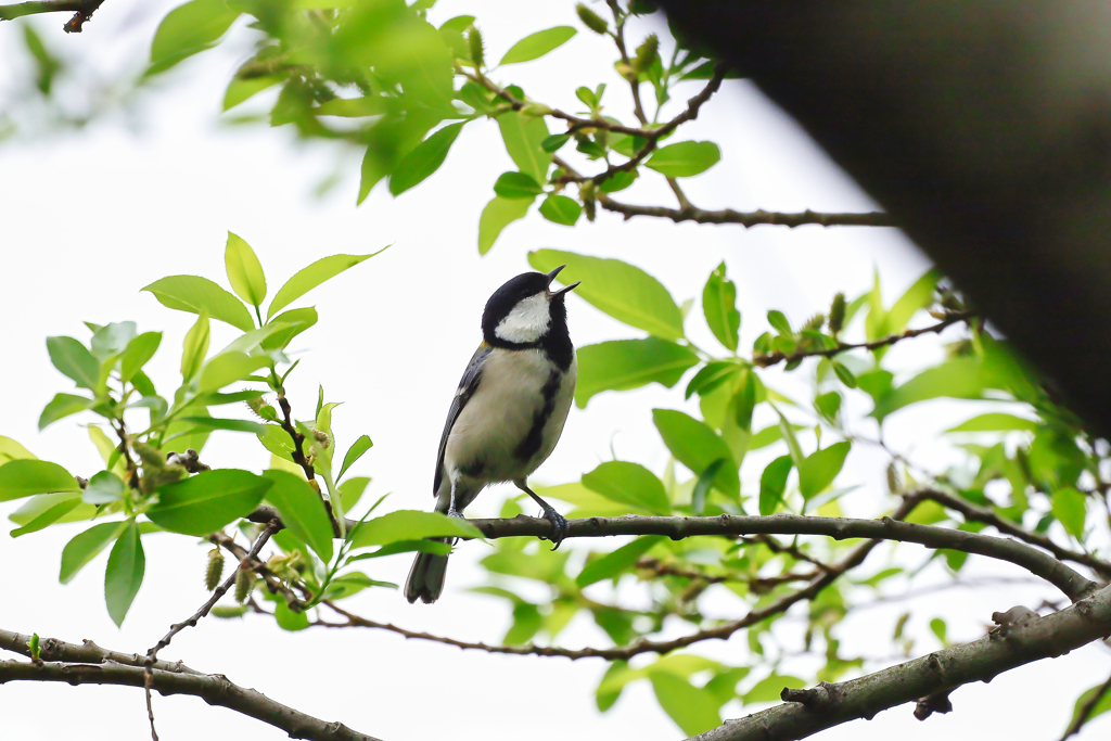 シジュウカラ