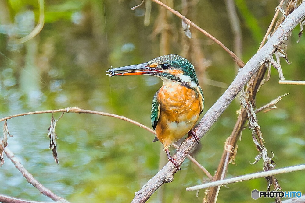 カワセミ