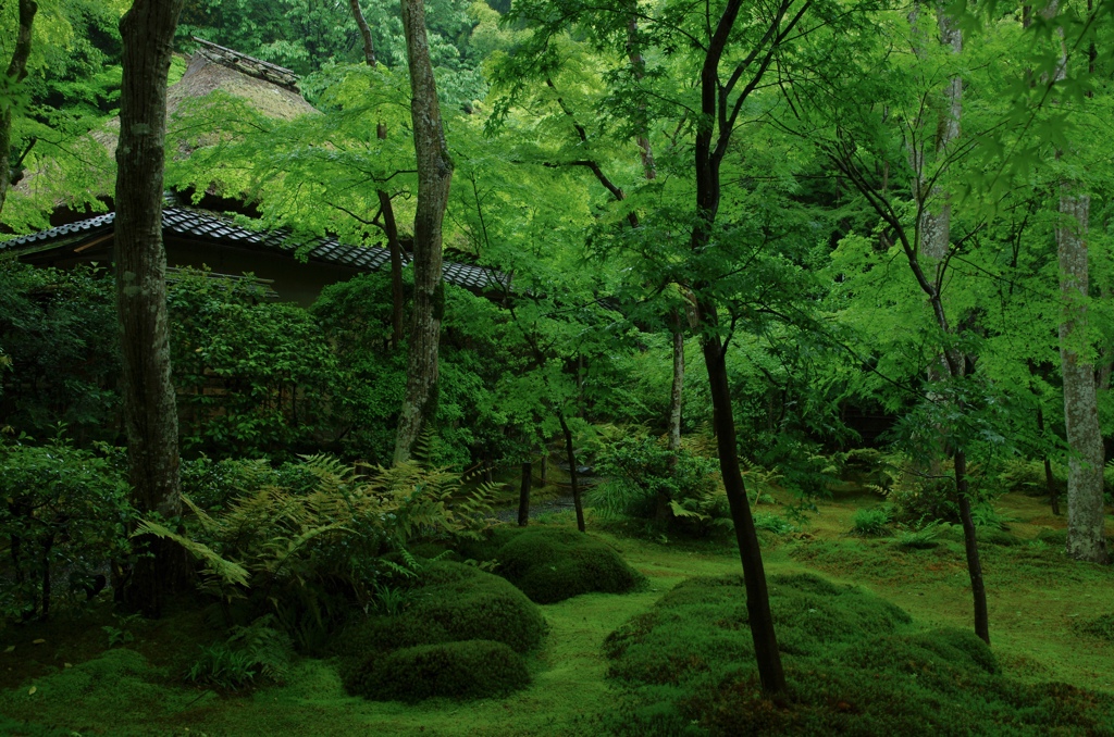 雨の祇王寺