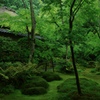 雨の祇王寺