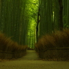 雨の竹林