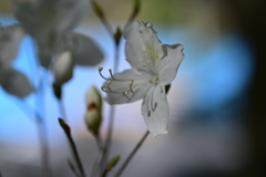花の楽園、京都　原谷苑にて