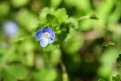 花の楽園、京都　原谷苑にて