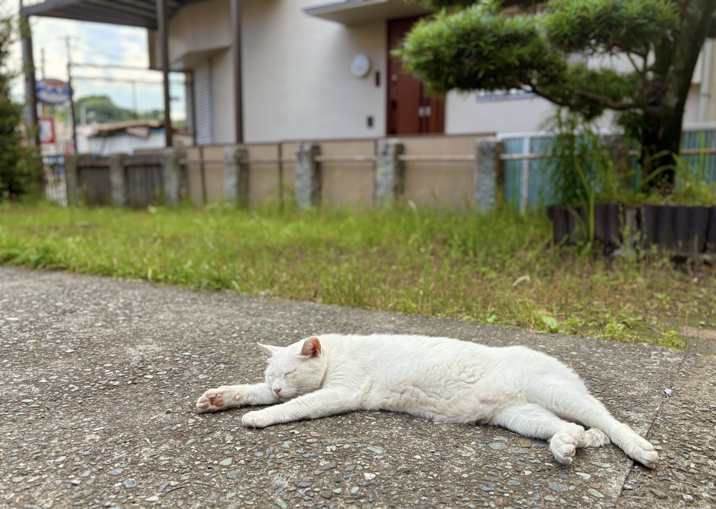 昼寝。
