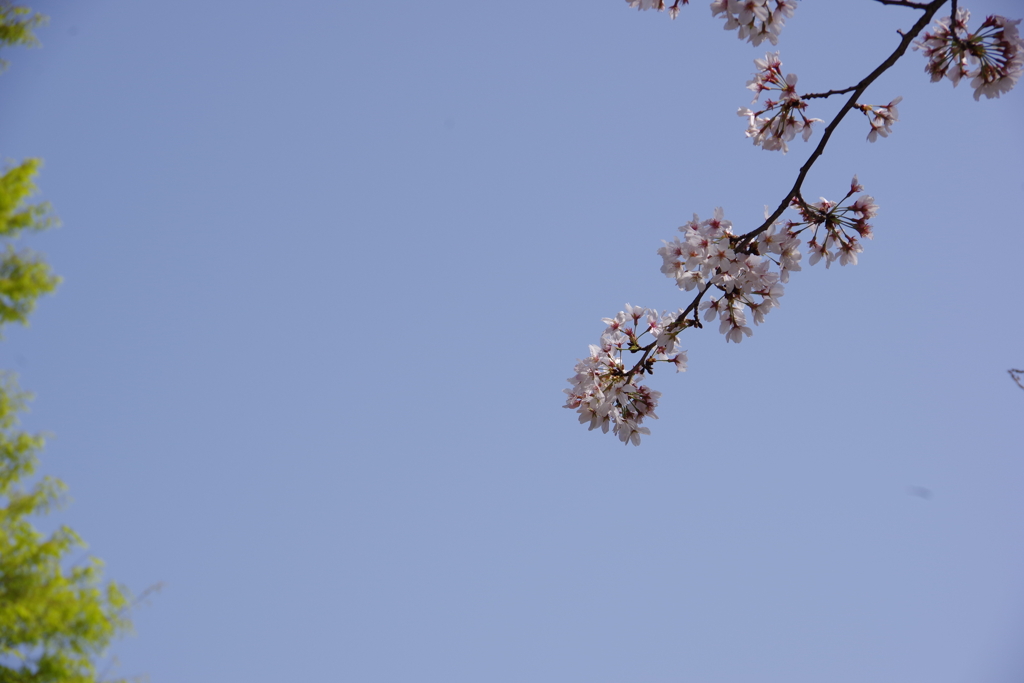 桜