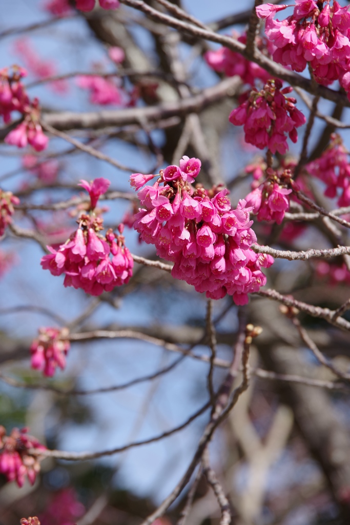 ピンクの花