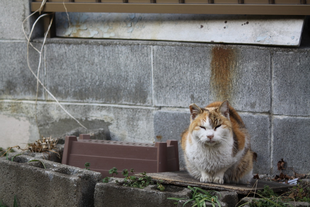 三毛猫、こちらに気付く。