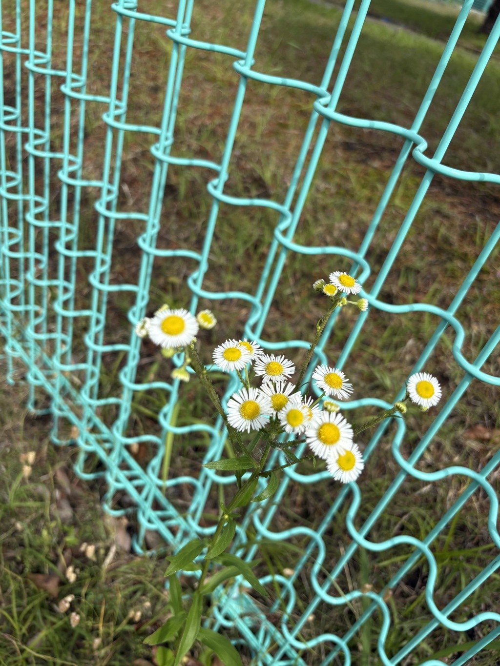 花を愛せる人になりたい。