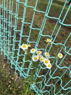 花を愛せる人になりたい。