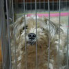愛犬 ほしまる。