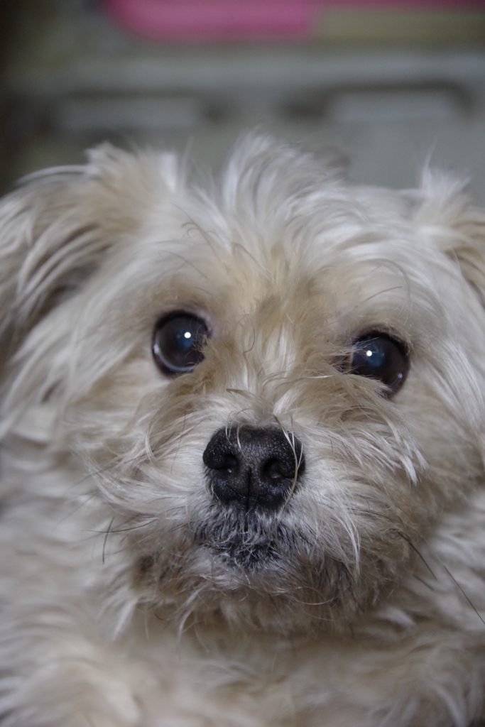 愛犬。
