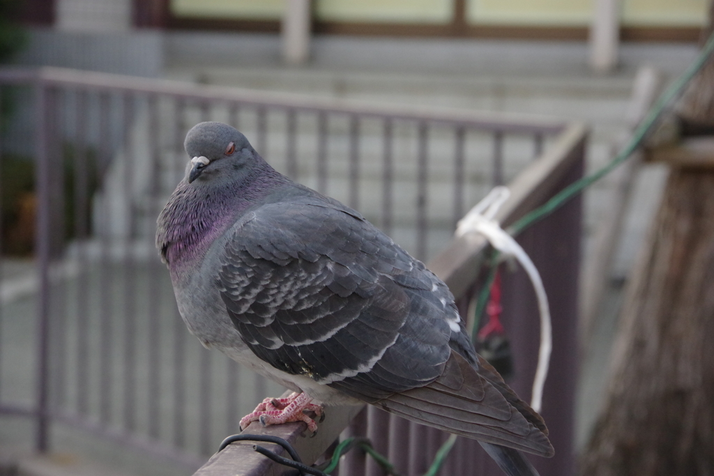 ハトさん