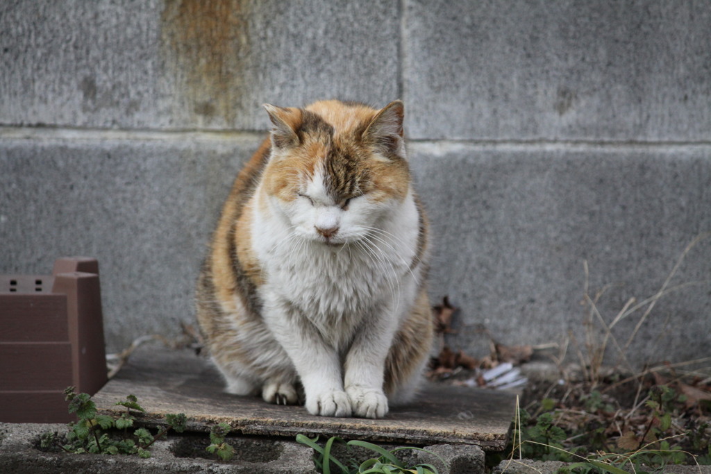 三毛猫、眠い。