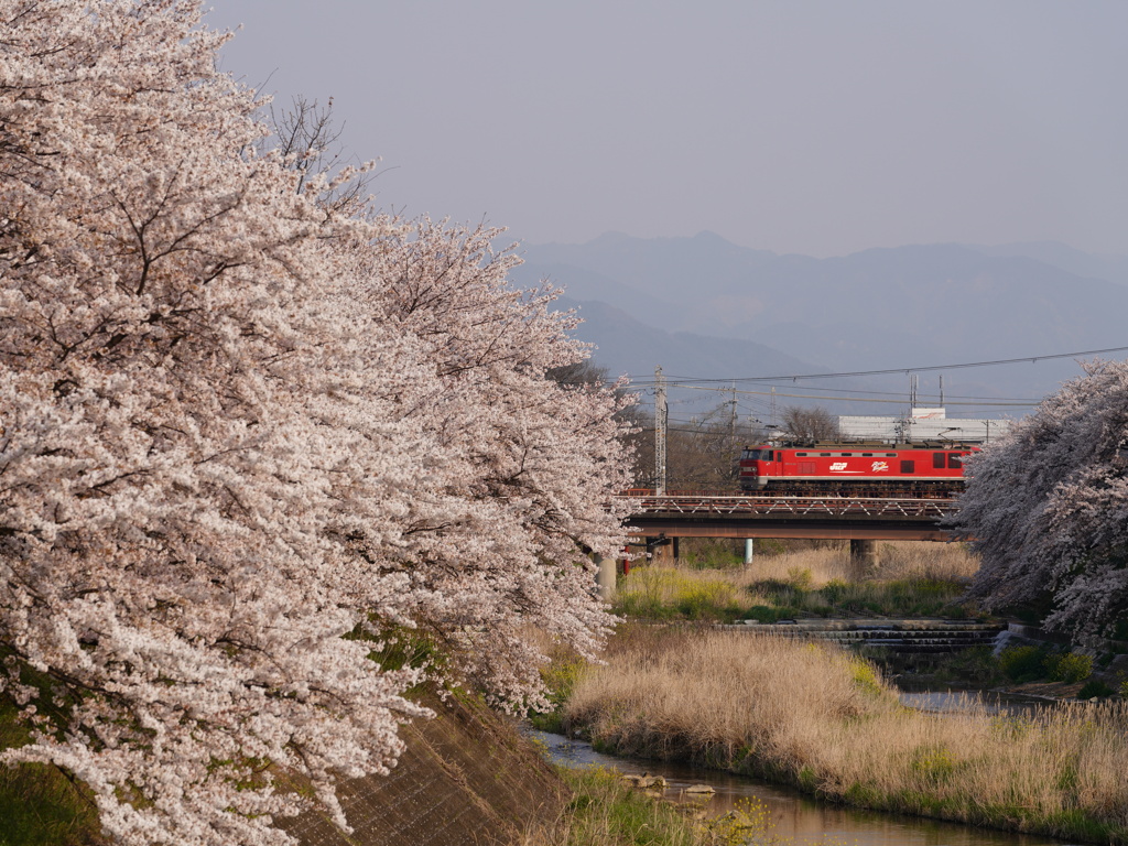 桜満開の中を行くEF510