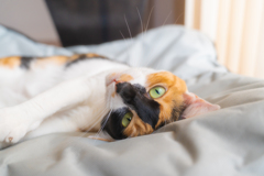 愛猫