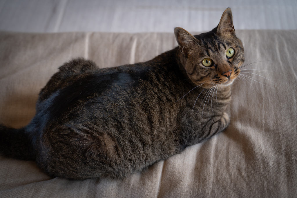 愛猫