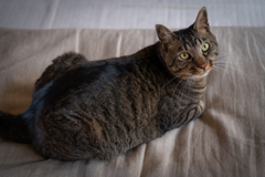 愛猫