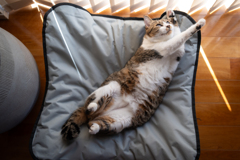 猫をダメにするベッド