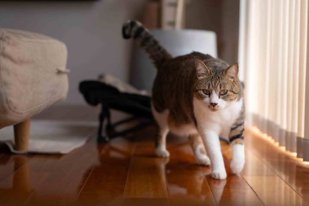 愛猫