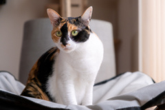 愛猫