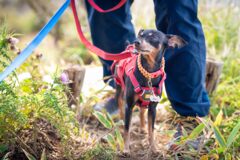 登山犬