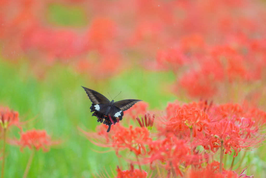 彼岸花とモンキアゲハ