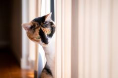 猫の嫌いなところ