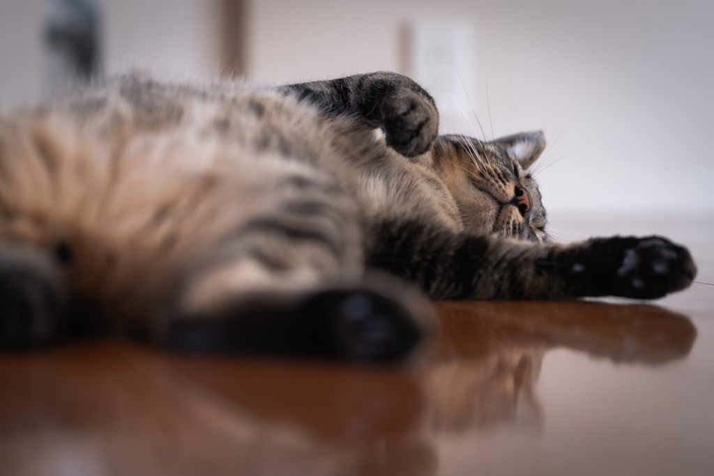 殺猫事件