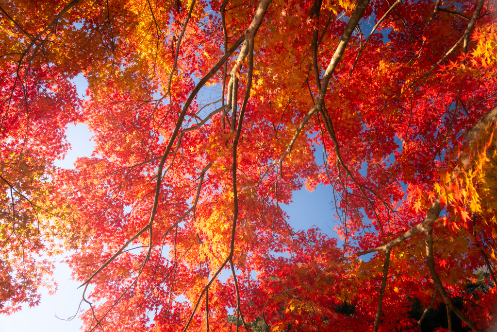 autumn leaves