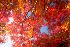autumn leaves