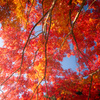 autumn leaves