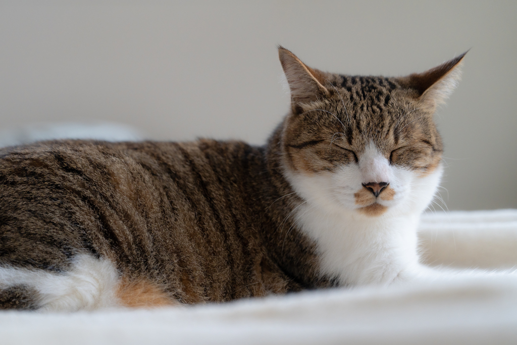 愛猫