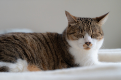 愛猫