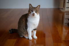 愛猫