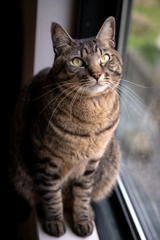 愛猫