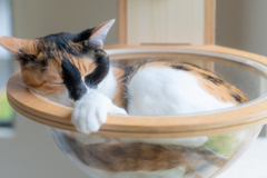 眠り姫