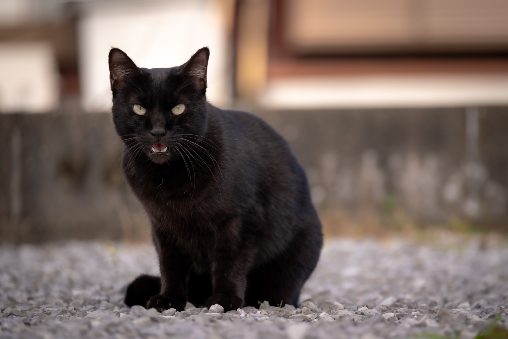 ご近所の子