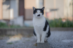 近所の子