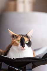 愛猫