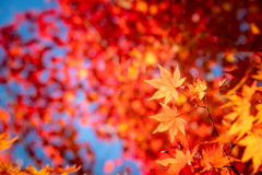 紅葉