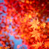 紅葉