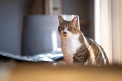 愛猫