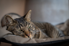 愛猫