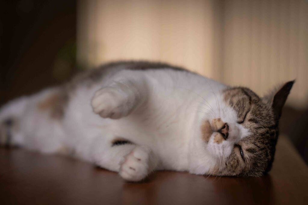 アザラシキャット