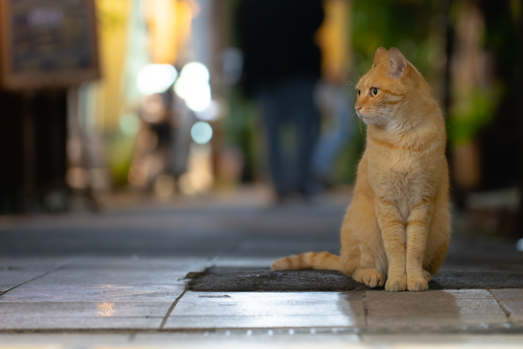 裏路地の番猫