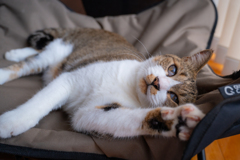 愛猫